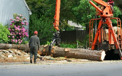 We can haul your tree debris away fast 