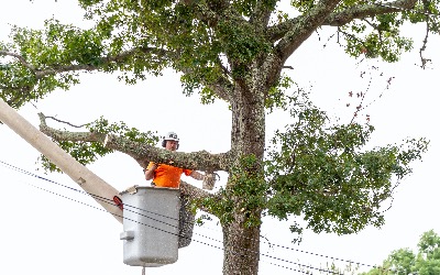 Tree Trimming Panama City FL