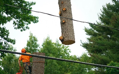 Our certified arborist handle your tree removal safely.
