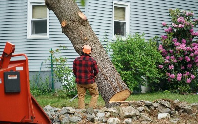 Tree Removal Panama City FL